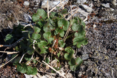 Dwarf Willow