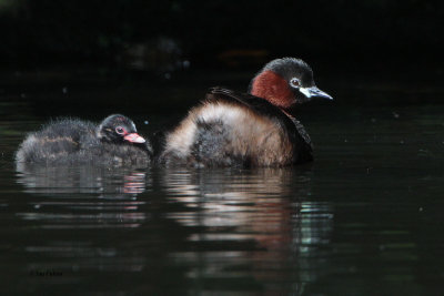 Little Grebe, Victoria Park-Glasgow, Clyde