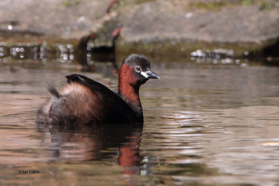 Little Grebe, Victoria Park-Glasgow, Clyde