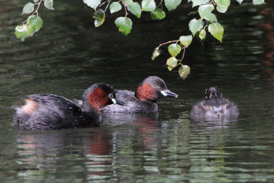 Little Grebe, Victoria Park-Glasgow, Clyde