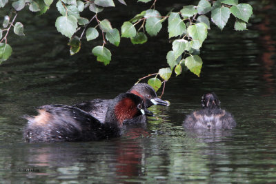 Little Grebe, Victoria Park-Glasgow, Clyde