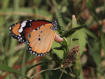 Butterfly sp, Dalyan, Turkey