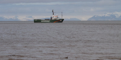Greenpeace ship in the Isfjorden