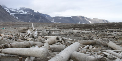 Logging debris, Danskya, Svalbard