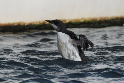 Brünnich's Guillemot, Anstruther, Fife