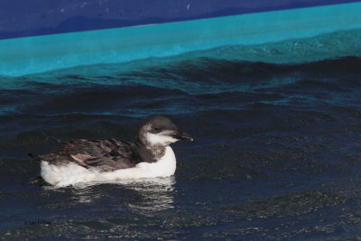 Brünnich's Guillemot, Anstruther, Fife