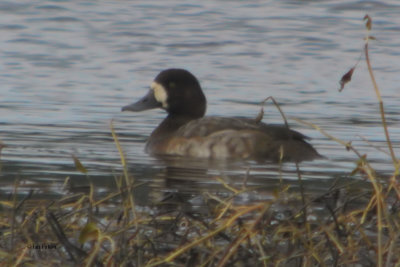 Greater Scaup, Crom Mhin Bay-Loch Lomond NNR, Clyde