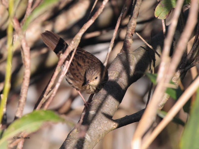 Lanceolated Warbler, Boddam, Shetland