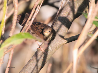 Lanceolated Warbler, Boddam, Shetland