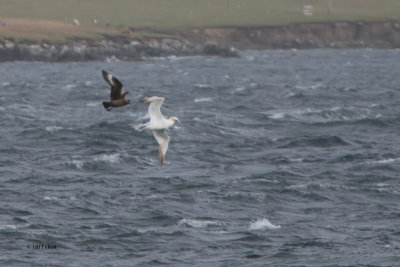 Bonxie chasing a Gannet, Bluemull Sound ferry, Shetland