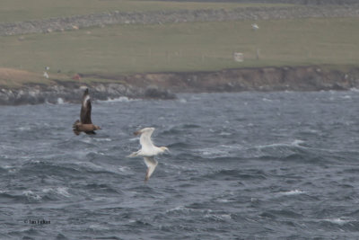 Bonxie chasing a Gannet, Bluemull Sound ferry, Shetland
