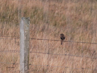 Brown Shrike, Voe, Shetland