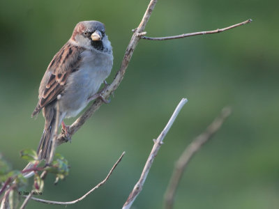 House Sparrow, Spiggie, Shetland