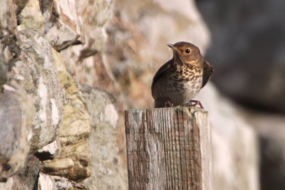 Swainson's Thrush, Aith-Fetlar, Shetland