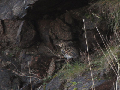 White's Thrush, Skaw-Unst, Shetland