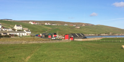 Setter, Shetland