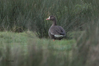 Greenland White-fronted Goose, Loch Lomond NNR, Clyde