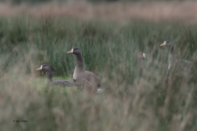 Greenland White-fronted Goose, Loch Lomond NNR, Clyde