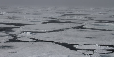 In the pack ice north of Svalbard