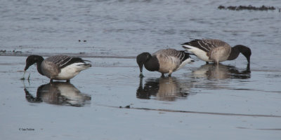 Pale-bellied Brent Goose, Ardmore Point, Clyde