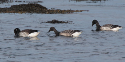 Pale-bellied Brent Goose, Ardmore Point, Clyde