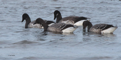 Pale-bellied Brent Goose