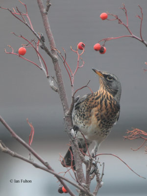 Fieldfare, Baillieston, Glasgow