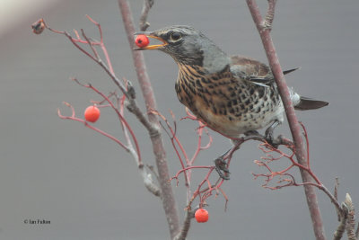 Fieldfare, Baillieston, Glasgow