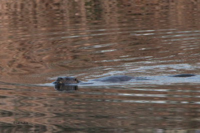 Otter, Endrick Water, RSPB Loch Lomond