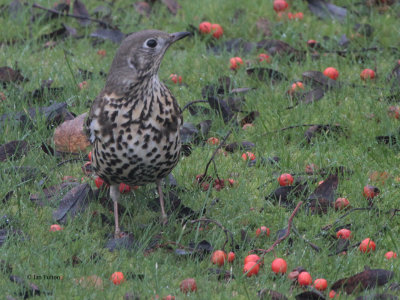 Mistle Thrush, Ballieston, Glasgow