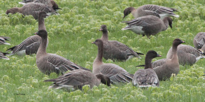 Pink-footed Geese, near Croftamie, Clyde
