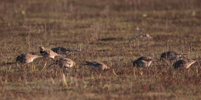 Shore Lark, John Muir CP, Lothian