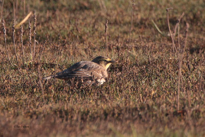 Shore Lark, John Muir CP, Lothian