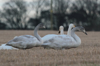 Whooper Swan, Dunino, Fife