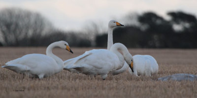Whooper Swan, Dunino, Fife