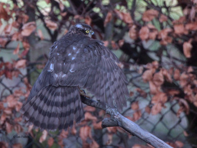 Sparrowhawk, Crail, Fife