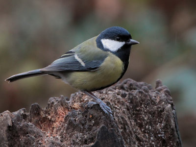 Great Tit, RSPB Lochwinnoch, Clyde