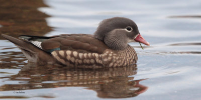 Mandarin Duck, Balloch, Clyde