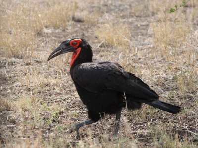 Southern Ground Hornbill, Kruger NP, South Africa