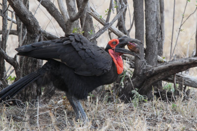 Southern Ground Hornbill, Kruger NP, South Africa