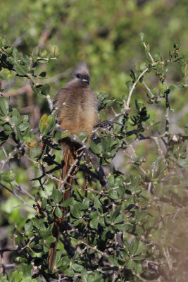 Speckled Mousebird, Boulders Beach, South Africa