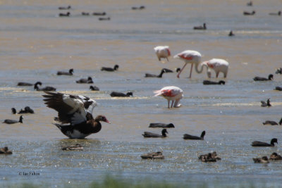 Spur-winged Goose, Rietvlei-Cape Town, South Africa