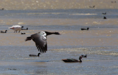 Spur-winged Goose, Rietvlei-Cape Town, South Africa