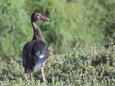 Spur-winged Goose, Strandfonteini-Cape Town, South Africa