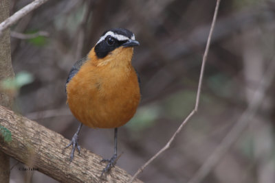 White-browed Robin-chat, Lower Sabie Camp-Kruger NP, South Africa