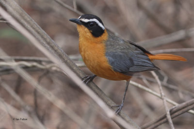 White-browed Robin-chat, Lower Sabie Camp-Kruger NP, South Africa