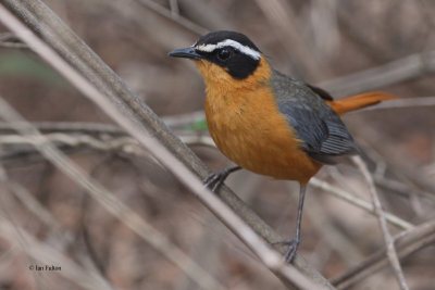 White-browed Robin-chat, Lower Sabie Camp-Kruger NP, South Africa