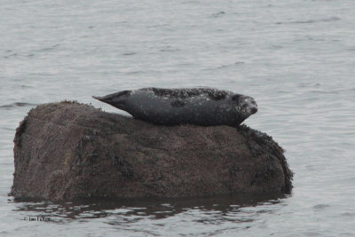 Grey Seal, Ardmore Point, Clyde