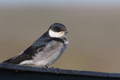 White-throated Swallow, West Coast NP, South Africa