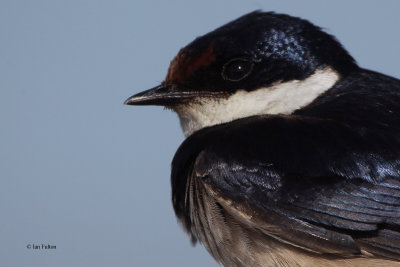 White-throated Swallow, West Coast NP, South Africa